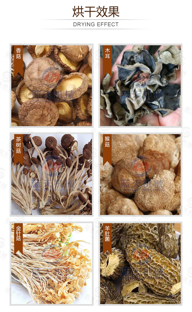 木耳網(wǎng)帶烘干機烘干效果